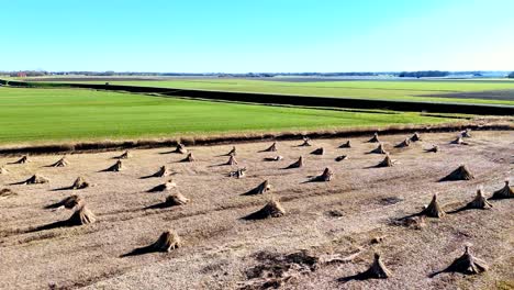 drone view of bundles of reeds drying in the sun in the netherlands