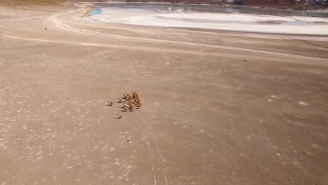 vista aérea de la manada de vicuñas corriendo a través de pisos desérticos en los andes, uyuni, bolivia