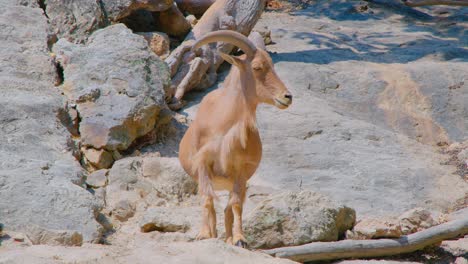 mountain goat in rocky landscape