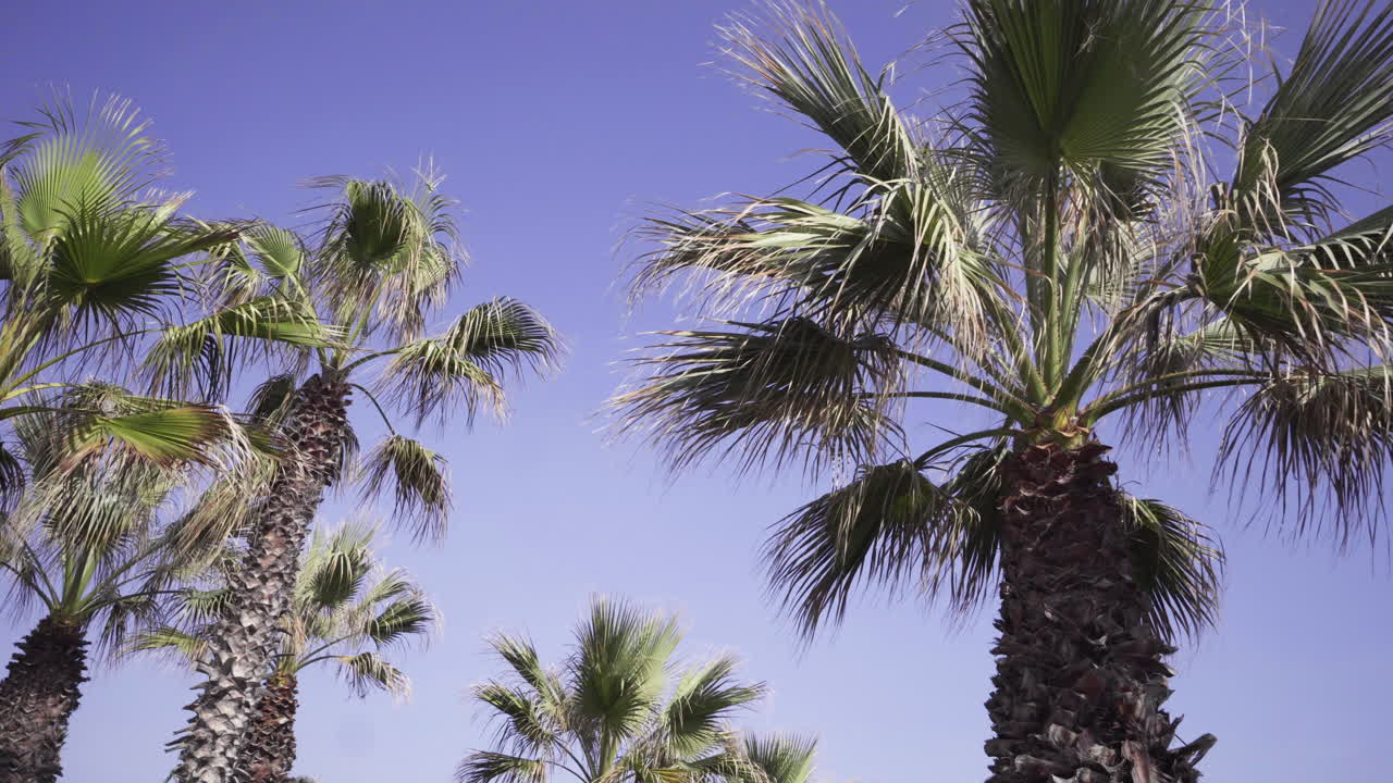 Rows Of Tropical Palm Trees Against The Blue Sky In Greece. - slow panning shot