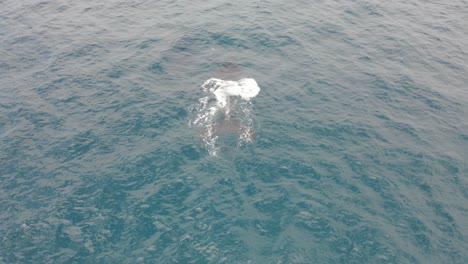 aerial view of humpback whale emerge to breathe on surface - whale blowing water