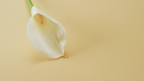 video of white kalia flower with copy space on yellow background