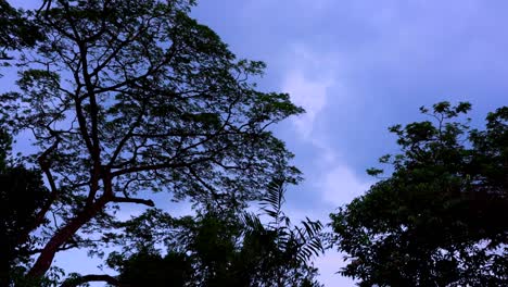 Mirando-Hacia-Los-árboles-Bailando-En-El-Suave-Viento-Bajo-El-Cielo-Azul-De-La-Tarde