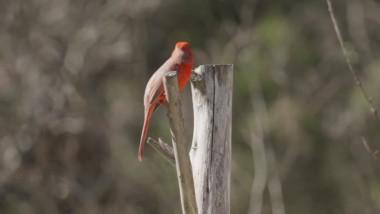 Northern Cardinal perched on a branch before diving away - cardinalis cardinalis