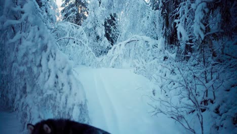 winterly forest park covered in thick fresh snow