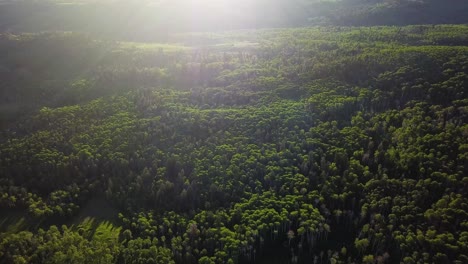 beautiful forest in golden hour lighting at mt nebo utah - aerial dolly tilt