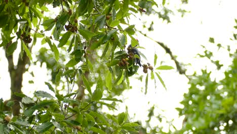 acorn woodpecker feeding off of acorns on a tree in costa rica