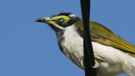 primer plano de un honeyeater de cara azul juvenil encaramado en una línea eléctrica