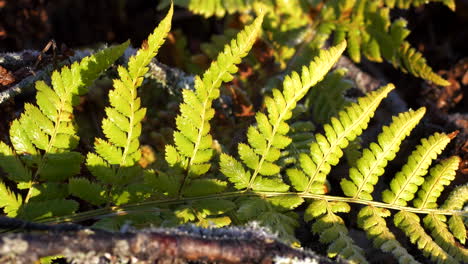 Tiro-De-Seguimiento-Cercano-De-Patrones-En-La-Naturaleza,-Hojas-De-Helecho-Húmedo-Helado-En-El-Sol-De-La-Mañana-4k