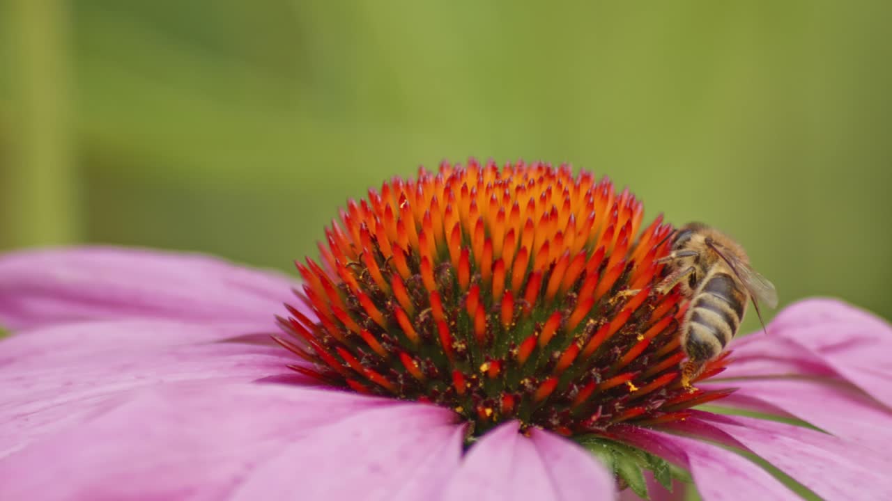 la abeja silvestre recoge el polen de una flor de cono púrpura y naranja