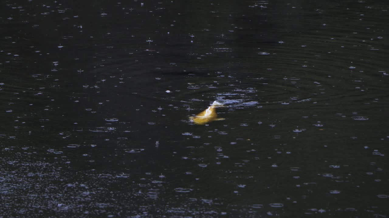 도쿄 최고의 전망