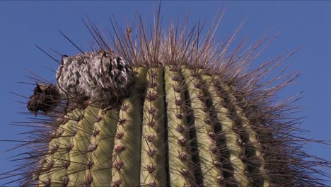 cerca de un cactus contra el cielo azul en jujuy, argentina