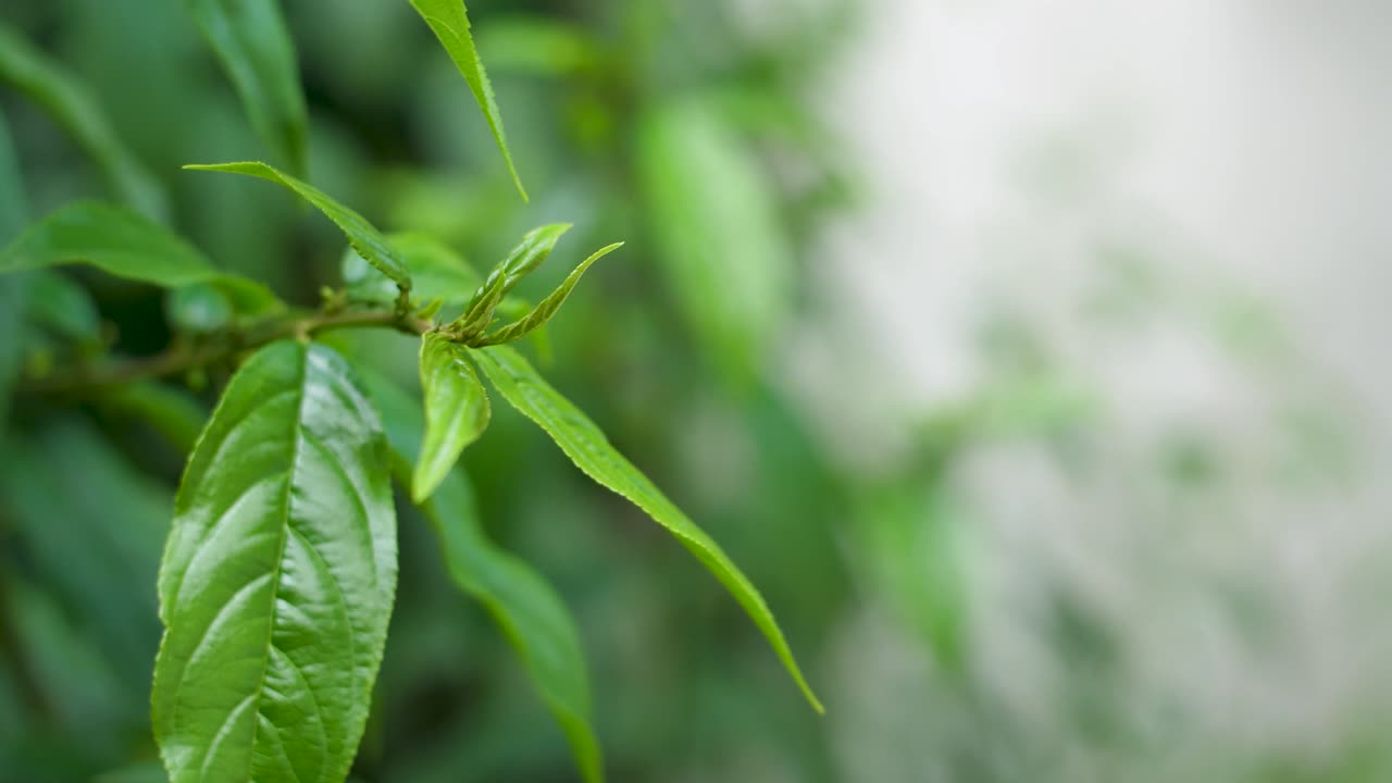 wind gently then hard, moving shiny-leaf buckthorn the ingredient of local traditional beer