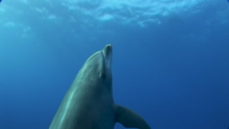 two bottlenose dolphins, tursiops truncatus come down from the surface in clear blue water of the south pacific ocean