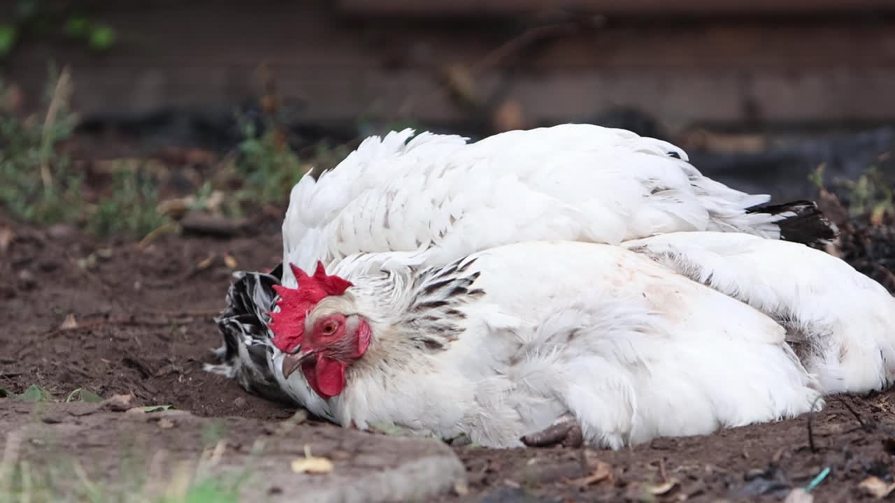 Closeup of two Light Sussex hens having a dust bath in a back garden. Summer. UK