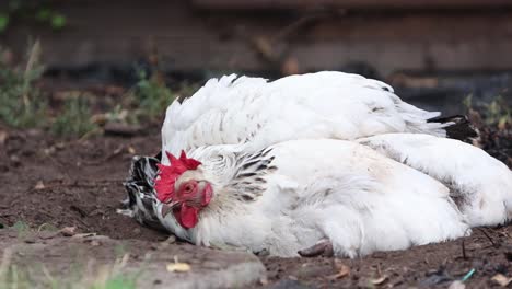 closeup of two light sussex hens having a dust bath in a back garden. summer. uk