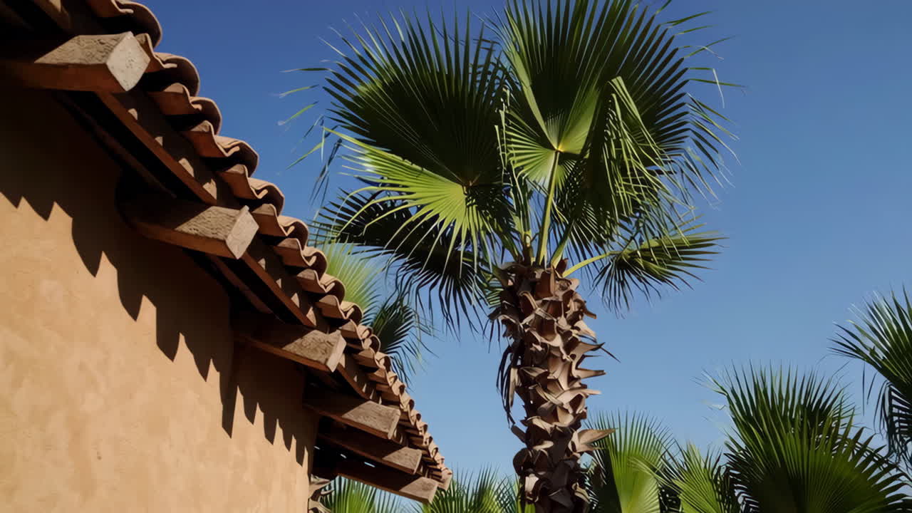 Palm Trees and Terracotta Roof