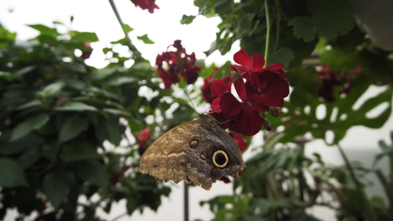 Primo piano di una farfalla Junonia coenia posata su una pianta a fiore rosso in un giardino botanico.