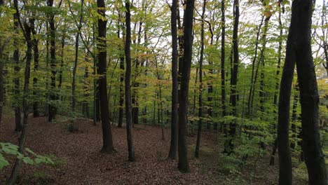 colors forest drone view