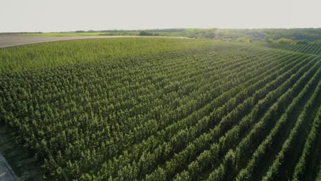 vista aérea del huerto de manzanas