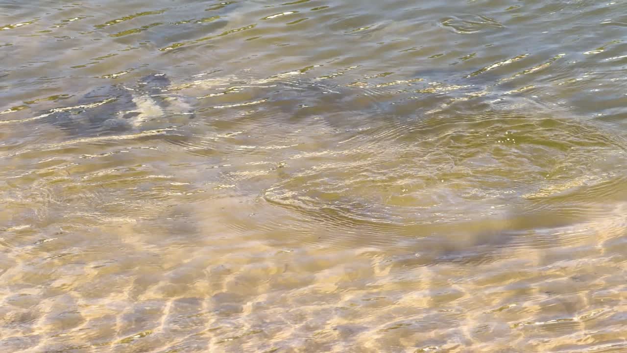Multiple fish eat meat underwater in clear, sunlit river shallows, causing visible water disturbance