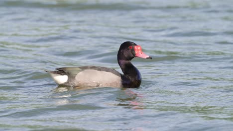 Tierwelt-Nahaufnahme-Einer-Männlichen-Tafelente-Mit-Rosa-Schnabel,-Netta-Peposaca,-Die-Auf-Süßwasser-Schwimmt,-Ihren-Hals-Verlängert-Und-Ausdehnt-Und-Mit-Wasserspritzern-überall-Vom-Bildschirm-Wegfliegt