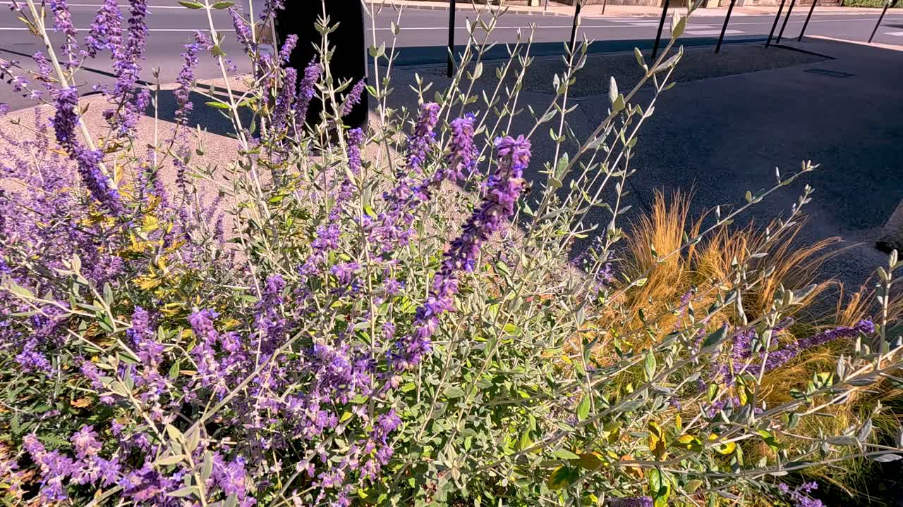 버그 의 활기찬 꽃 들 사이 에서 날아다니는 벌 콜리버드