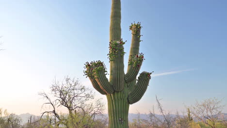 giant saguaro cactus in arizona park, tilt down