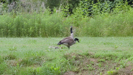 Canada-Goose-family-with-offspring,-resting-and-foraging-on-a-hot-and-humid-afternoon