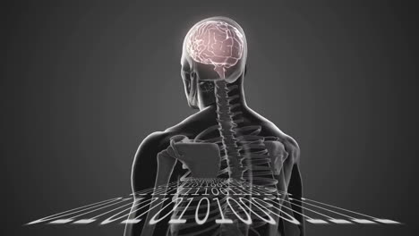 human anatomy with brain and spine over binary code animation
