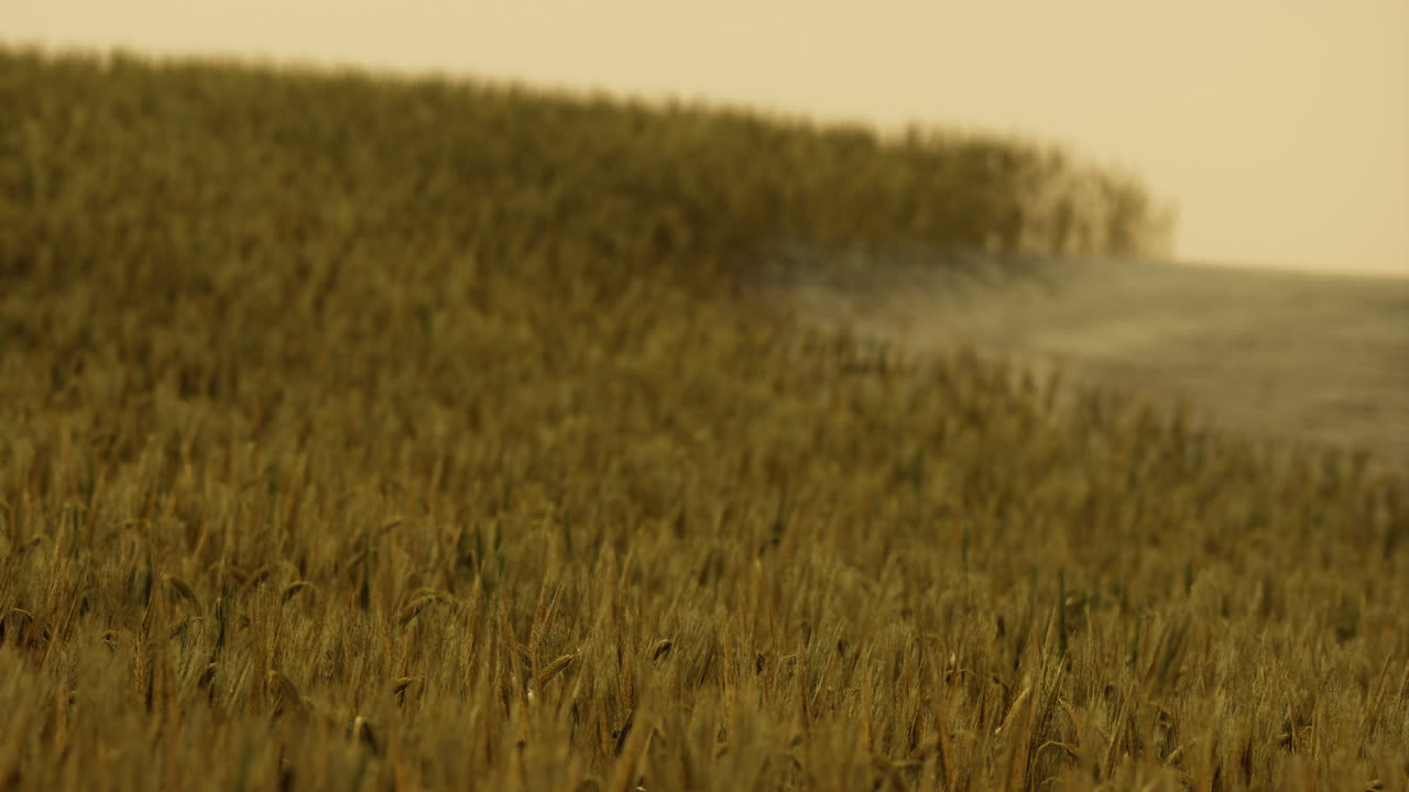 Golden wheat field swaying gently under a soft evening light