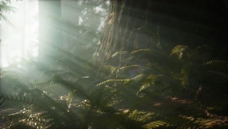 mañana con niebla en el parque nacional de la secuoya