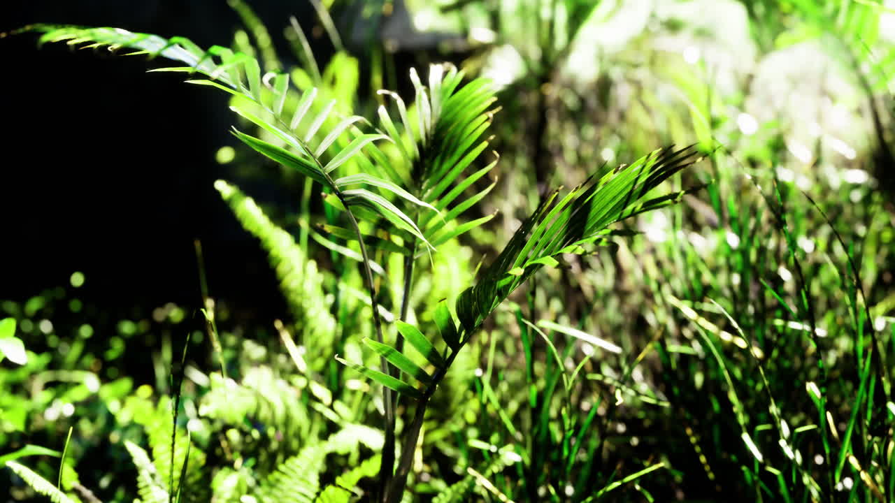 Lush green foliage in a serene natural setting during daytime hours