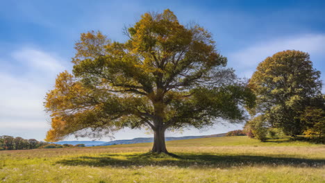 a majestic tree in a grassy field under a blue sky, showing seasonal color changes