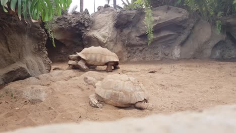 giant tortoise, endangered species, in reptile exhibit at conservation center