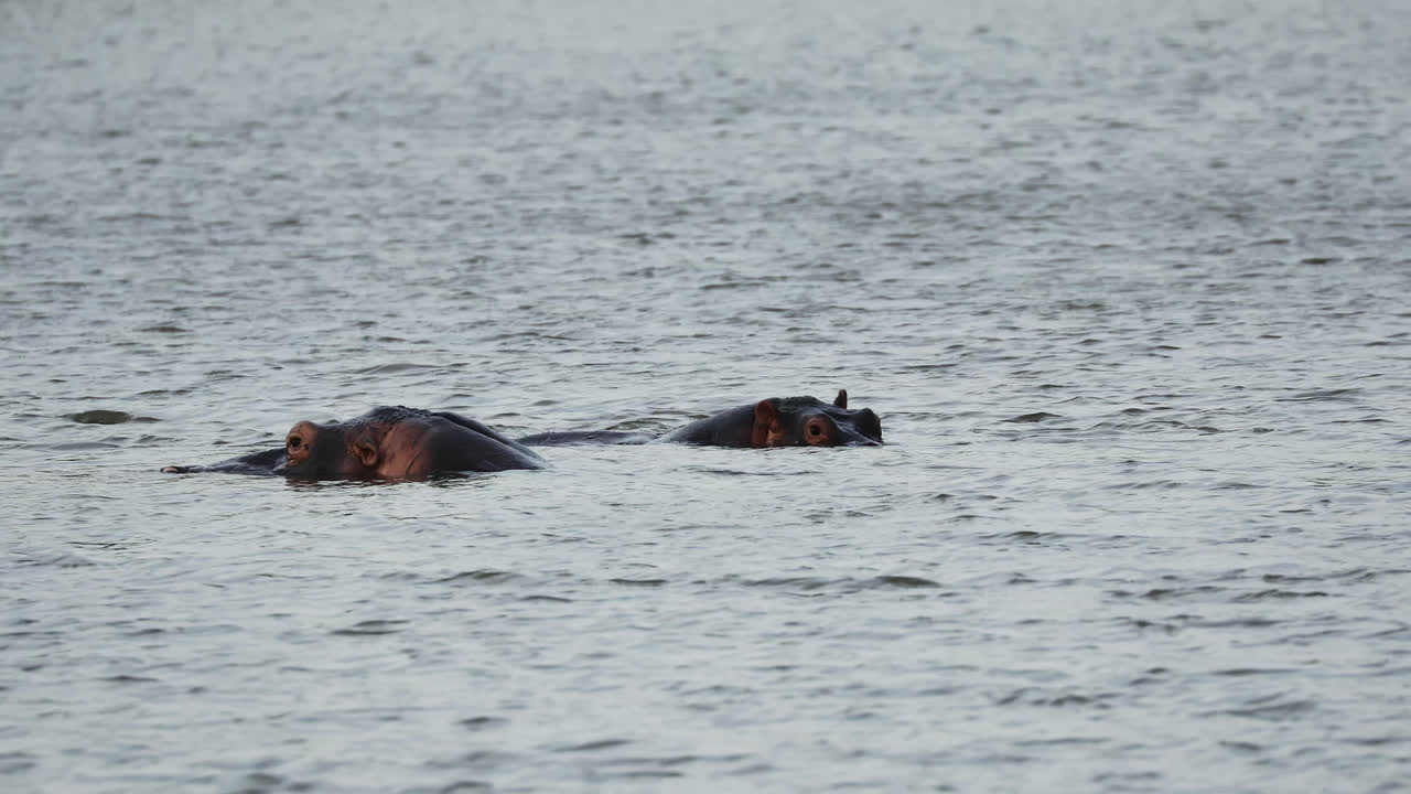 Two hippos rest in calm water, their heads emerging above the surface in Sabi Sands, South Africa