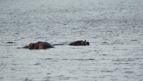 two hippos rest in calm water, their heads emerging above the surface in sabi sands, south africa