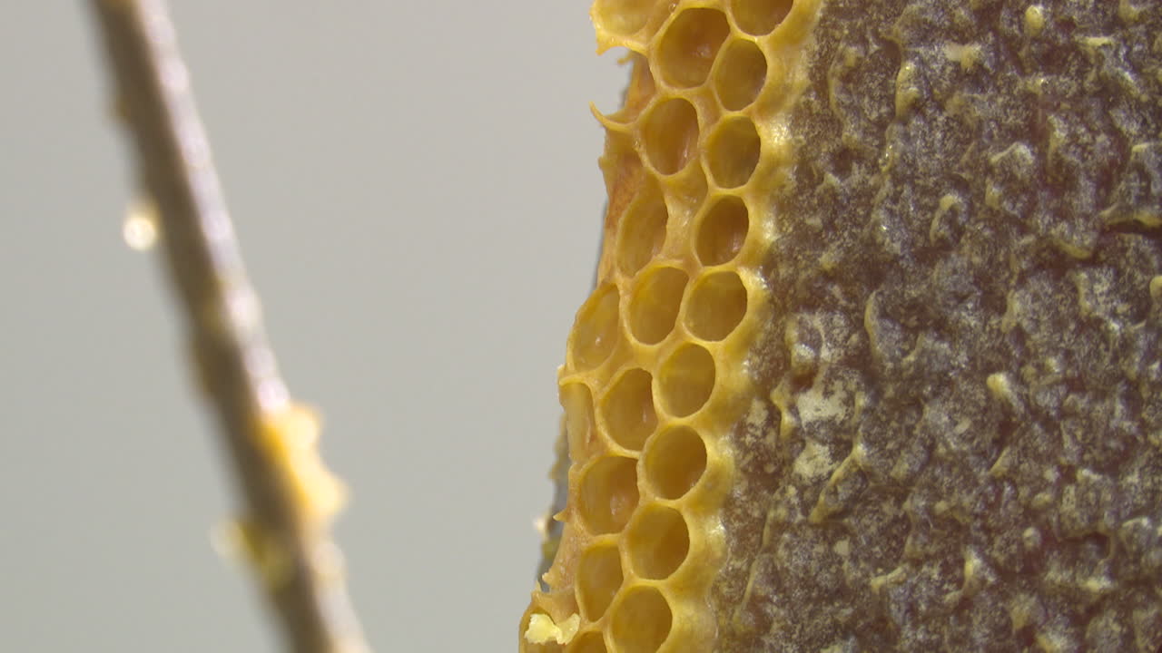 벌집의 클로즈업