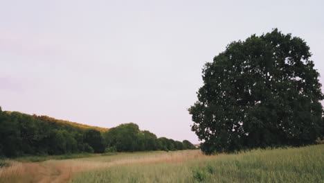 Slow,-low-angle-drone-shot-moving-forwards-over-crops-in-a-field-with-gimbal-tilting-from-downwards-facing-field-to-upwards-facing-towards-sky-in-stevenage,-Hertfordshire,-uk-on-a-neutral-summers-day