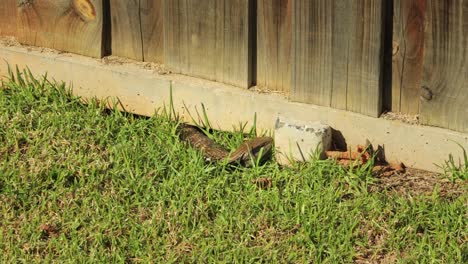 Blue-Tongue-Lizard-In-Grass-Garden-By-Fence-Wide-Shot