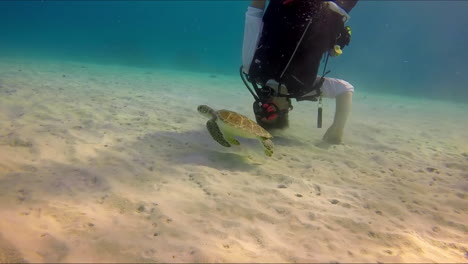 upside down scuba diver posing with sea turtle