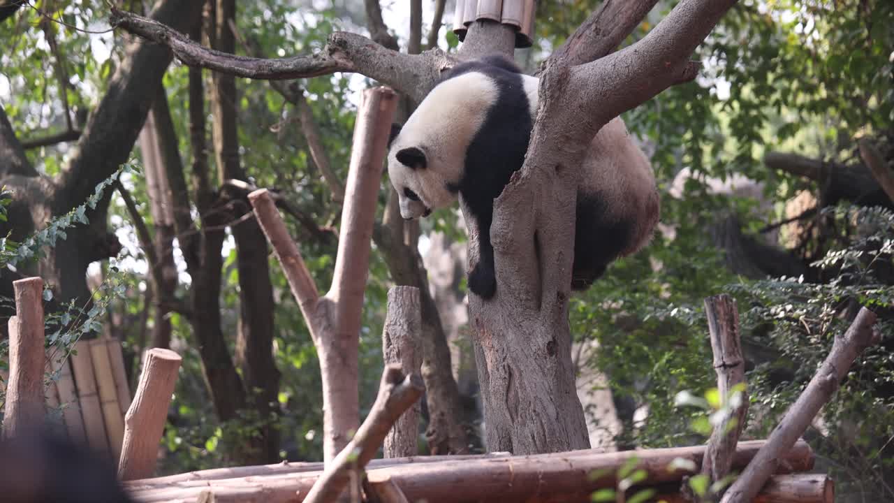 panda trepando a un árbol en el centro de investigación de panda de chengdu en un entorno exuberante y verde