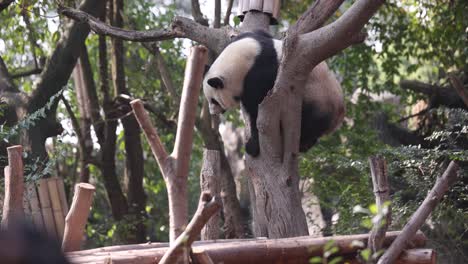 panda climbing a tree at chengdu panda research center in a lush, green environment