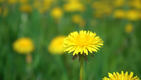 Gelbe-Löwenzahnblume-Vor-Einem-Gelbgrünen-Bokeh