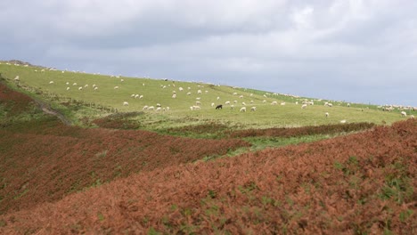 flock of sheeps grazing in green pasture of dinas island, wales, great britain