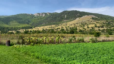 Camera-panning-to-the-left,-capturing-the-green-fields,-and-sunflower-fields-of-Torocko,-Rimetea