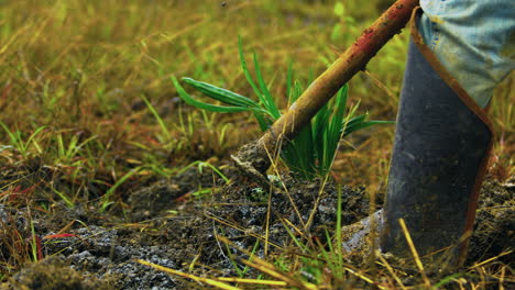 Oil-plantation-farm-workers-on-the-field,-taking-care,-hoeing-young-coyol-macauba-palm-tree-seedlings