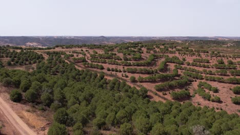 volar sobre una vasta plantación de alcornoques en alentejo, portugal durante el día soleado