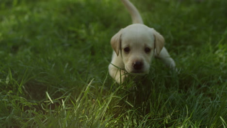 zabawny śliczny szczeniak labrador poruszający uszami i biegający po zielonej trawie w parku