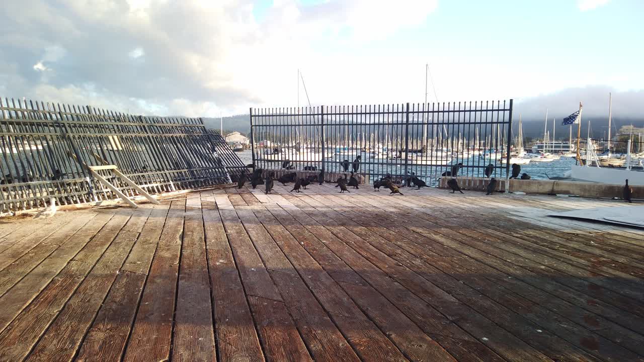 캘리포니아 몬테레이의 선착장에 있는 부두에서 놀고 있는 바닷새의 짐벌 와이드 패닝 샷